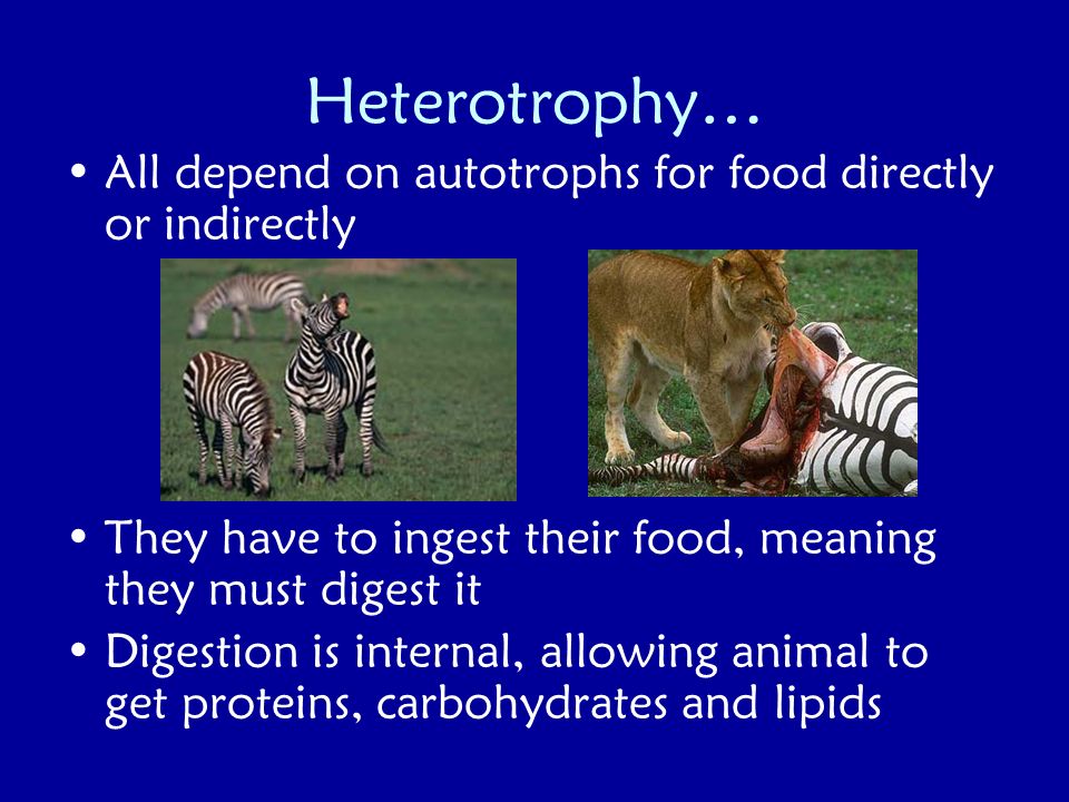 Introduction to Animal Kingdom - ppt download