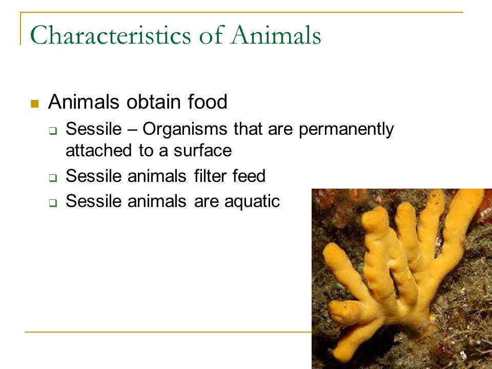 What is an Animal? Chapter 25. Characteristics of Animals Animals obtain  food  Sessile – Organisms that are permanently attached to a surface   Sessile. - ppt download