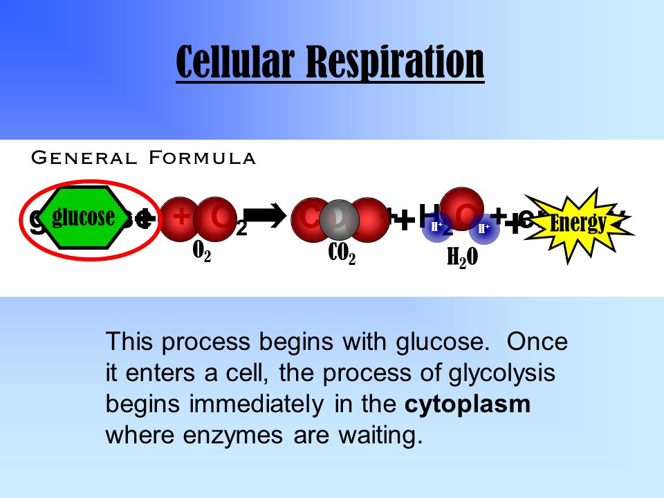 Cellular. Energy of h-h Bond.