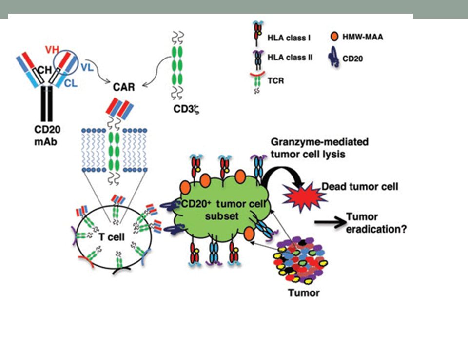 High molecular weight. Cd3 Рецептор. Cd19 Рецептор при car-t терапии. Cd20 клетки. Лимфоциты крови экспрессирующие CD 20 Рецептор выявляются методом.