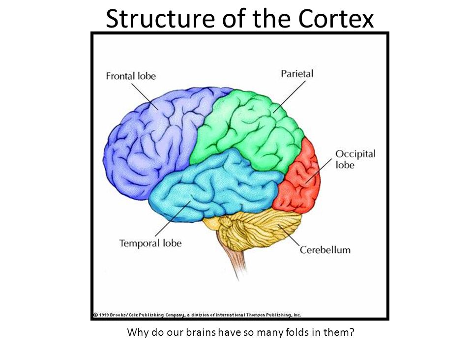 He is a brain. Brain Lateralization. Brain Automatic чертеж. Lateralization and plasticity of Brain. Lateralization of cortical functioning.