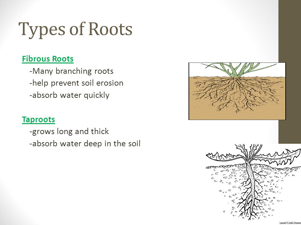 Types of Roots Fibrous Roots -Many branching roots -help prevent soil erosion -absorb water quickly Taproots -grows long and thick -absorb water deep in the soil
