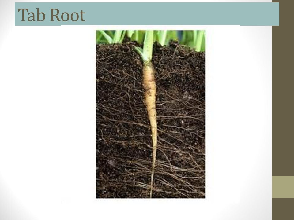 Tab Root