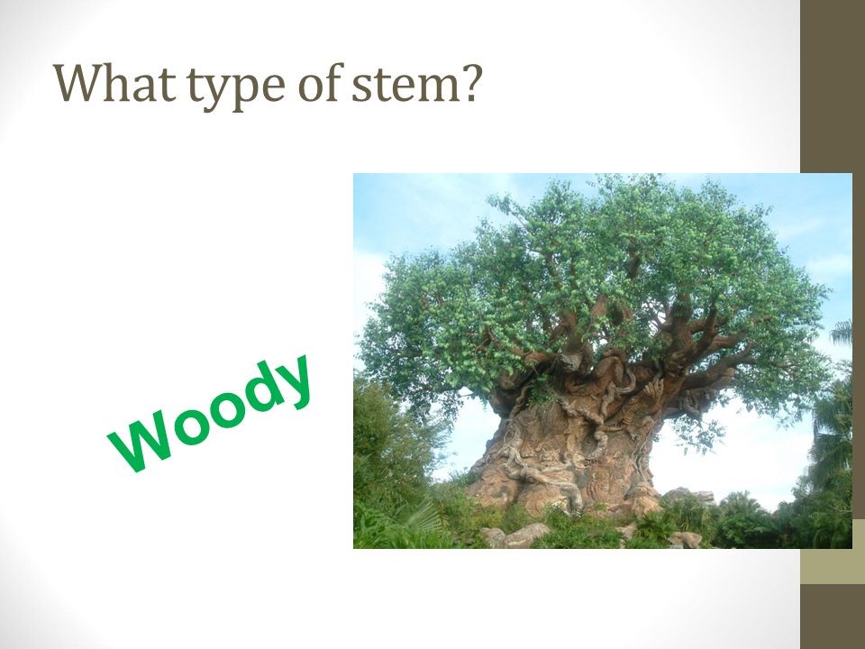 What type of stem Woody