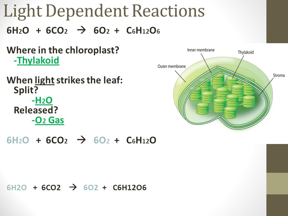 Light Dependent Reactions 6H 2 O + 6CO 2  6O 2 + C 6 H 12 O 6 Where in the chloroplast.