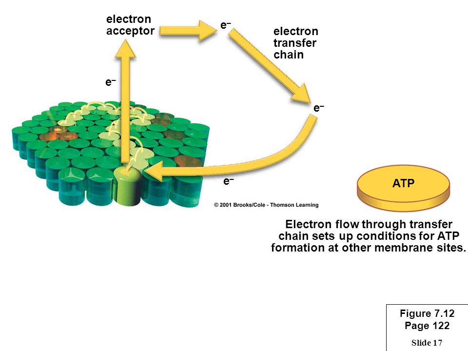 Slide 17 Electron flow through transfer chain sets up conditions for ATP formation at other membrane sites.