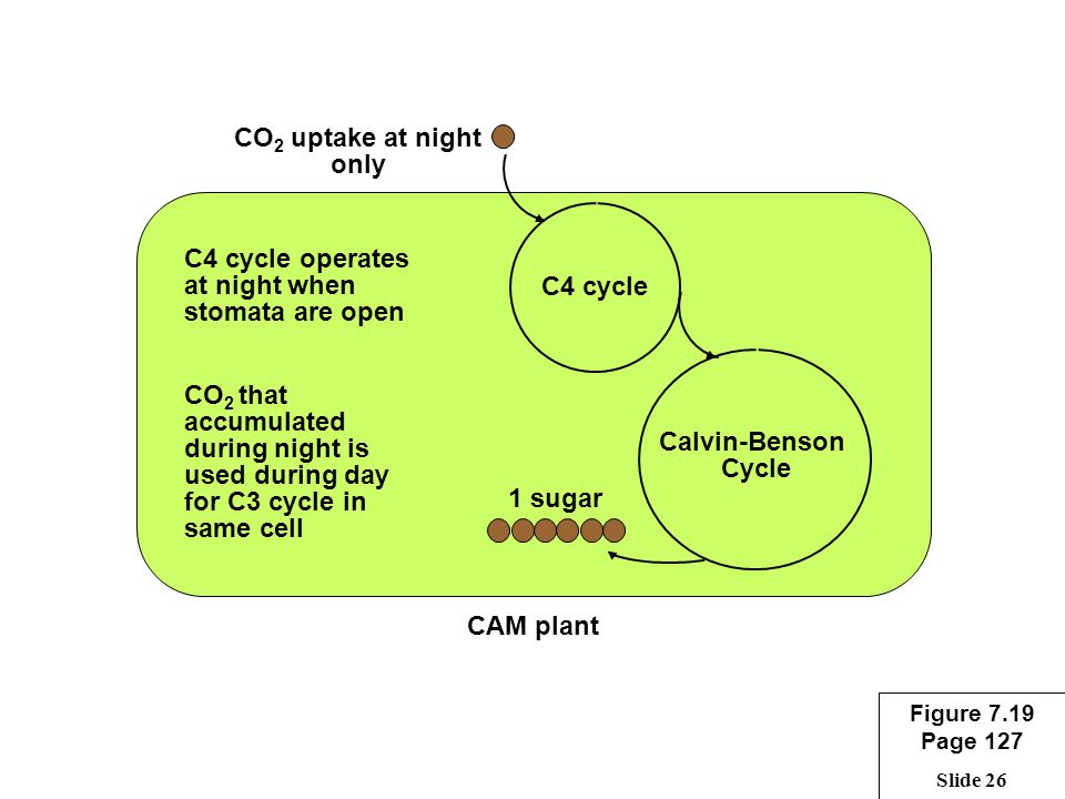 Slide 26 CO 2 uptake at night only C4 cycle Calvin-Benson Cycle C4 cycle operates at night when stomata are open 1 sugar CO 2 that accumulated during night is used during day for C3 cycle in same cell CAM plant Figure 7.19 Page 127