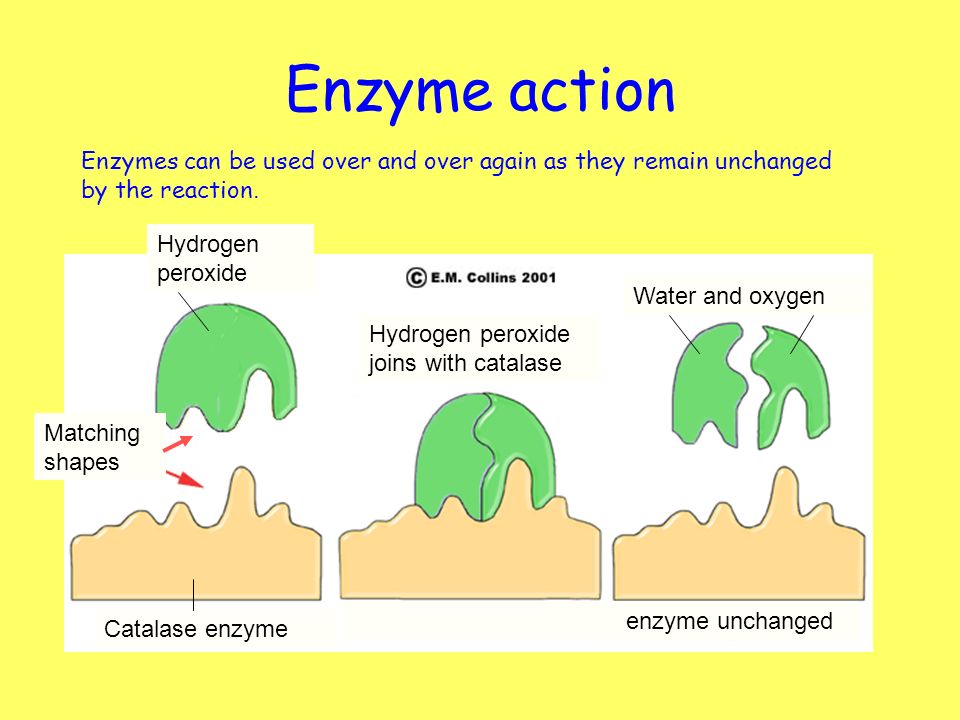 catalase enzyme reaction