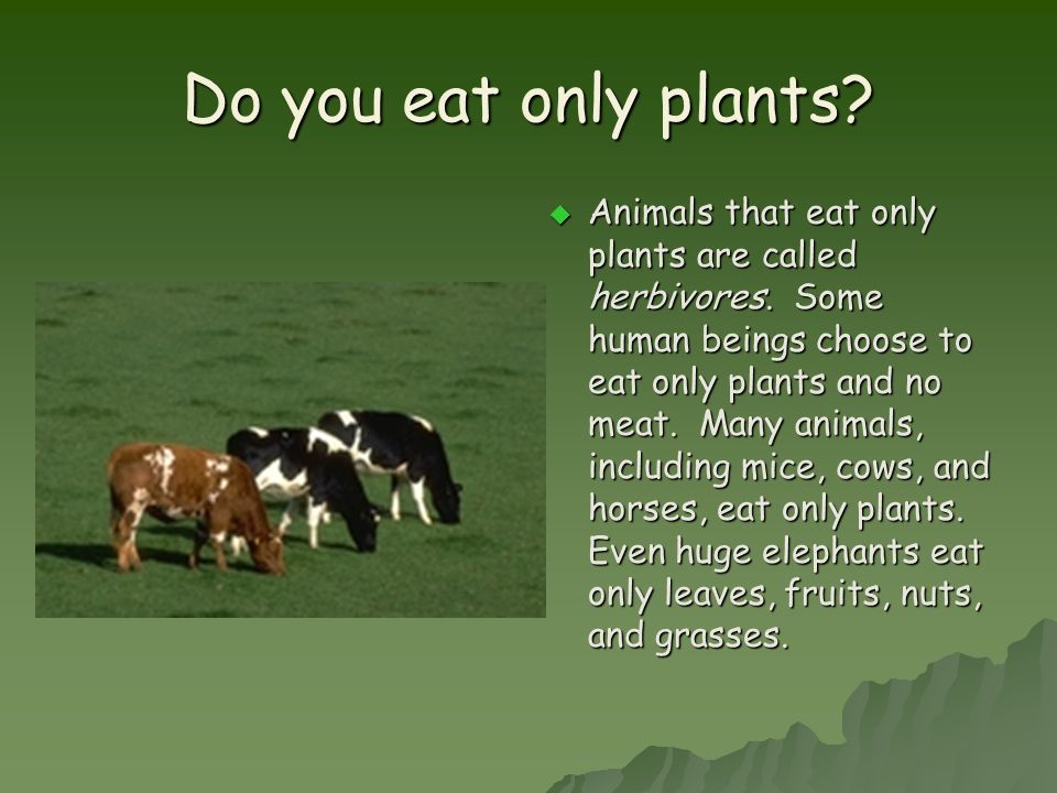 What You're Called and What You Eat. Animals need to eat.  Here's a fact  you know is true every time your tummy growls: animals need to eat. Some  animals. - ppt