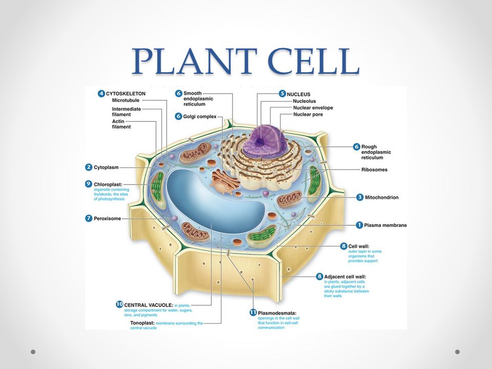  Plant and Animal Cells. DISCOVERY OF THE CELL Invention of the  microscope in the 1600s allowed scientists to view cells Cells were first  described. - ppt download