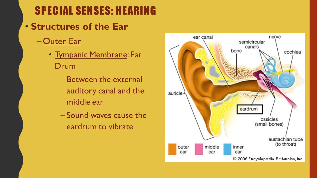 Реж щий слух звук. The sense of hearing. Слух ш.р. d ___________. Клокочущий звук режущая слух.