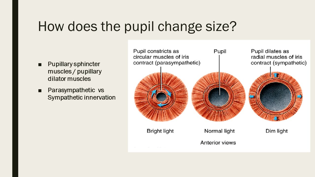 Change size. Сфинктер и дилататор зрачка. M Sphincter pupillae. Мышца сфинктер зрачка. Pupil транскрипция.