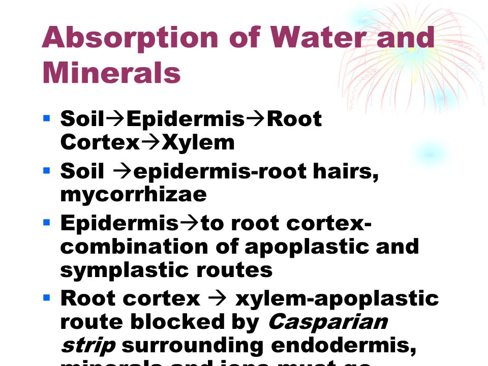 absorption of water and minerals by roots