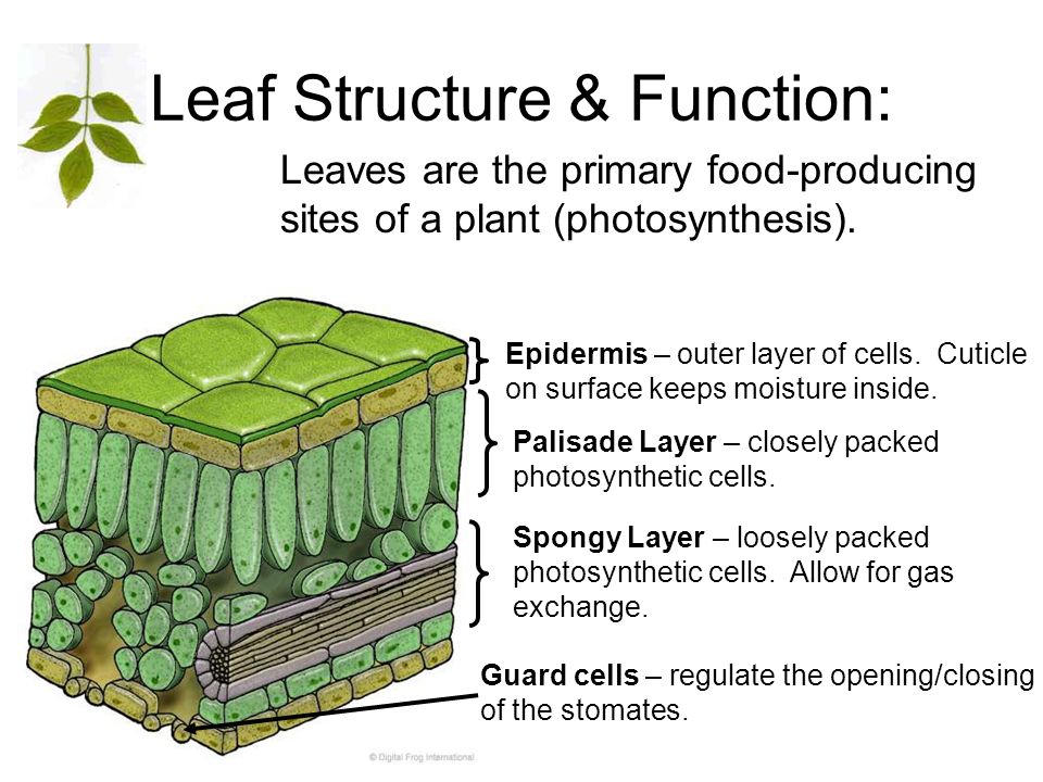 Plant structure. Leaf structure. Leaf structure of the Leaf. Structure of leaves. Plant Leaf structure.