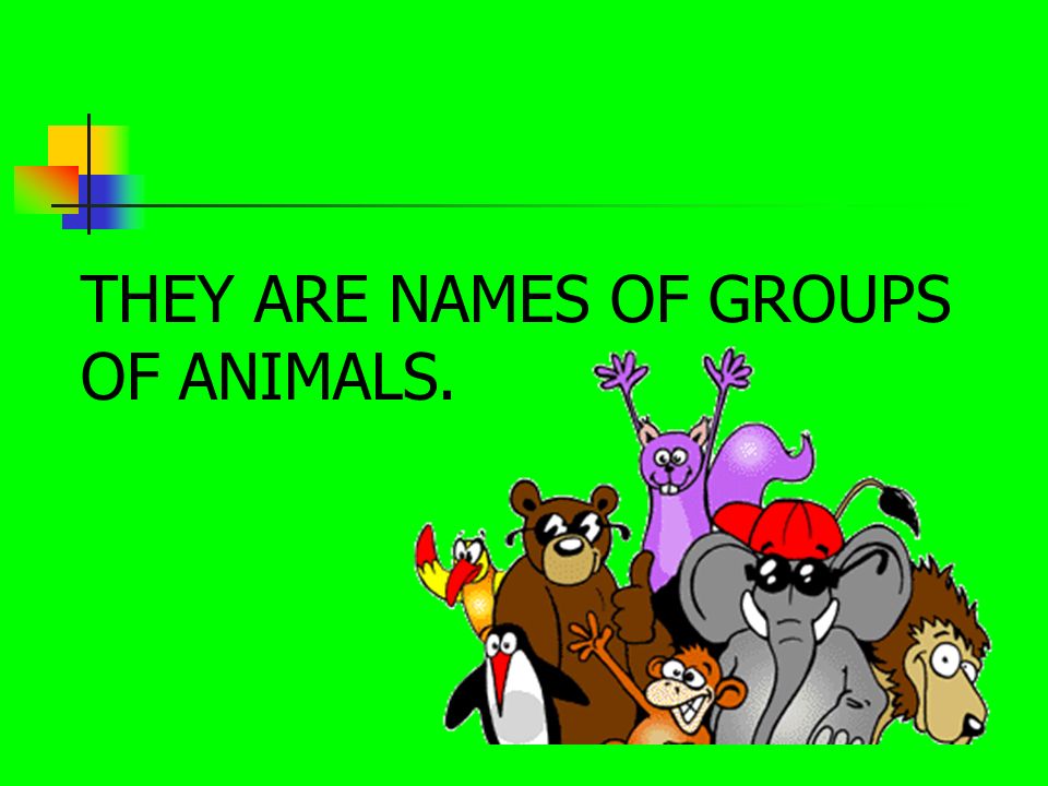 ANIMAL BEHAVIOR. In this activity you will: LEARN THE DIFFERENT KIND OF GROUPS  ANIMALS LIVE IN LEARN HOW DIFFERENT KINDS OF ANIMALS CAN LIVE TOGETHER. -  ppt download