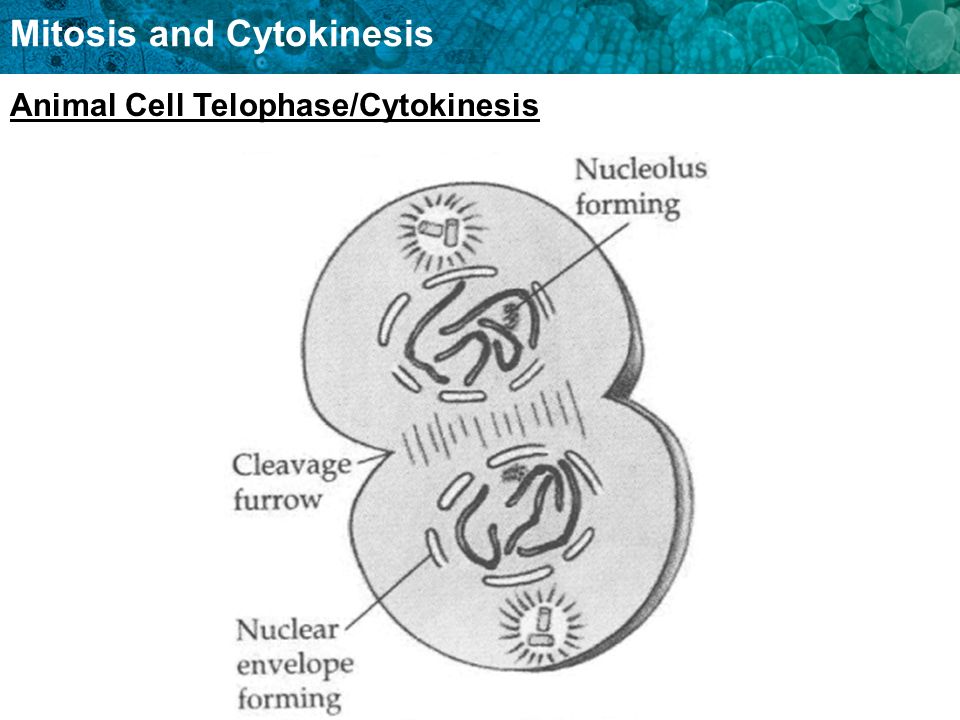 Mitosis and Cytokinesis KEY CONCEPT Cells have distinct phases of growth,  reproduction, and normal functions. - ppt download