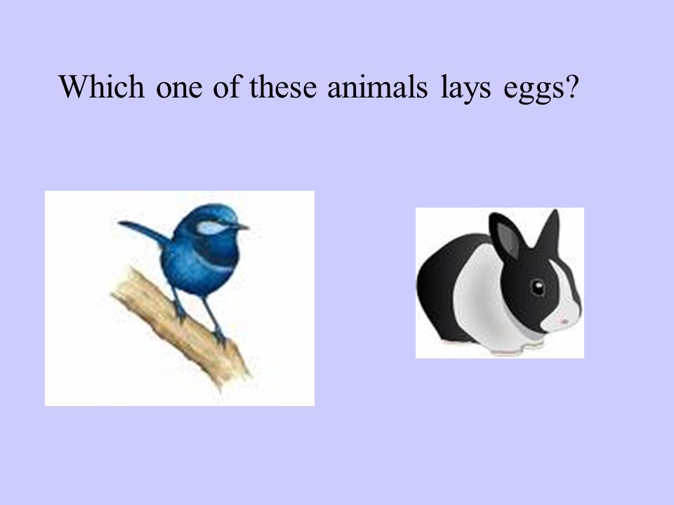 Learning My Animals. You're Right! Try Again! Which one of these animals  lays eggs? - ppt download