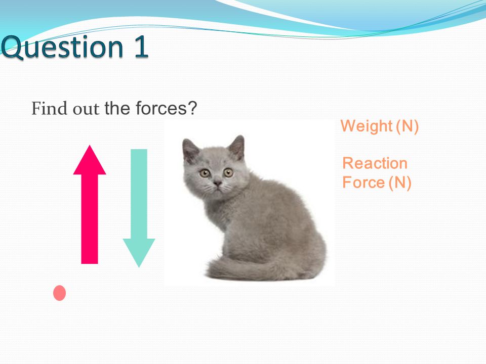 Find out the forces Weight (N) Reaction Force (N)