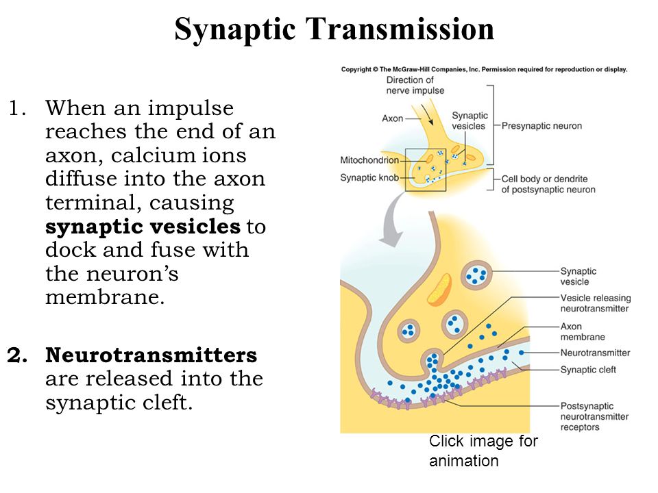Impulse Conduction in Neurons. Learning Targets By the end of this lesson,  you should be able to: Explain what polarized, depolarized, and  repolarized. - ppt download