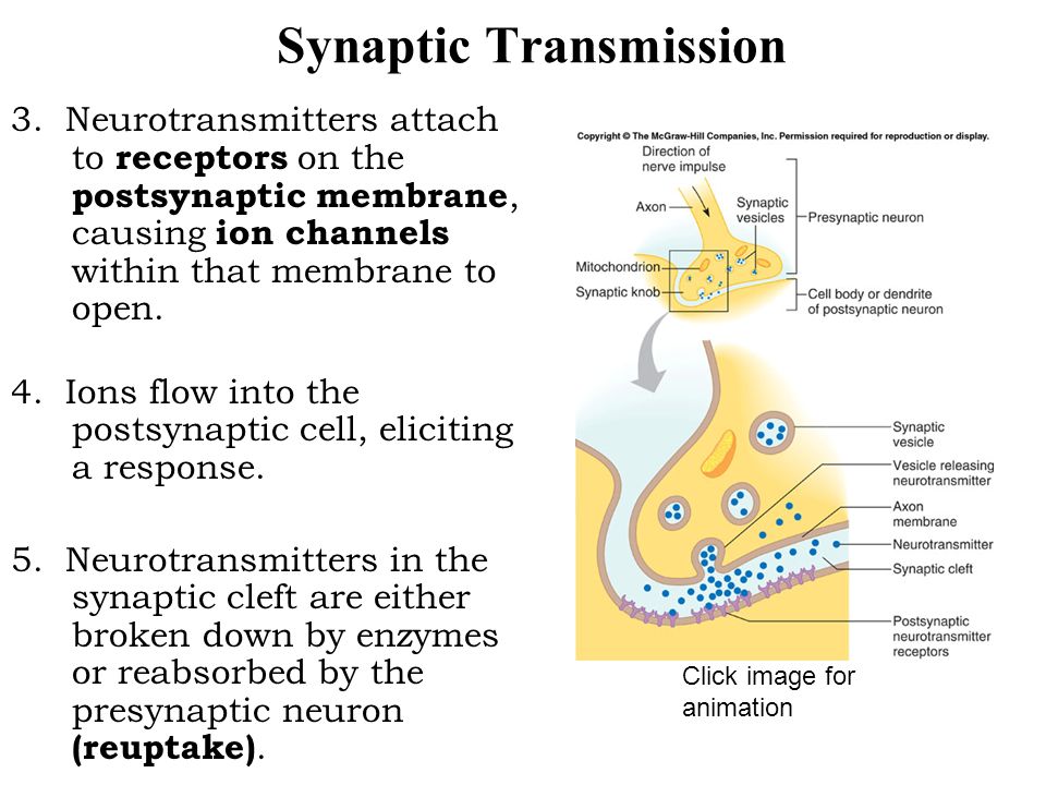 Synaptic Transmission 3.