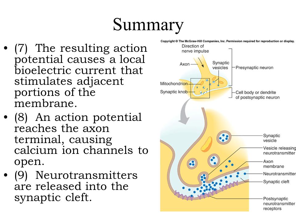 Summary (7) The resulting action potential causes a local bioelectric current that stimulates adjacent portions of the membrane.