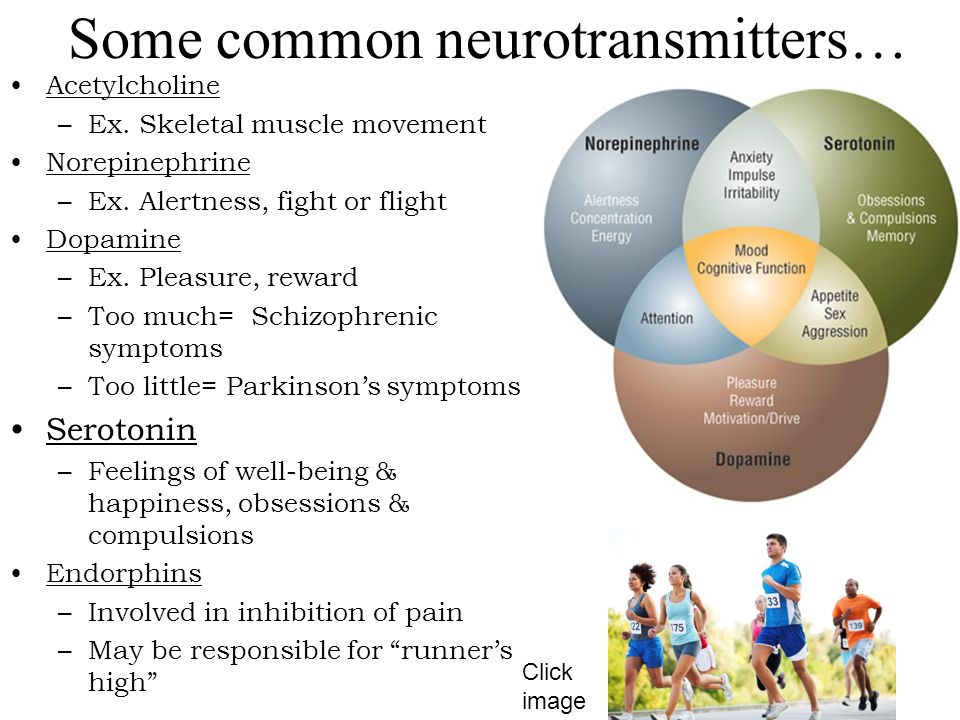 Some common neurotransmitters… Acetylcholine –Ex. Skeletal muscle movement Norepinephrine –Ex.