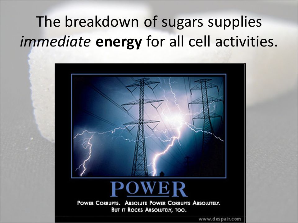 The breakdown of sugars supplies immediate energy for all cell activities.