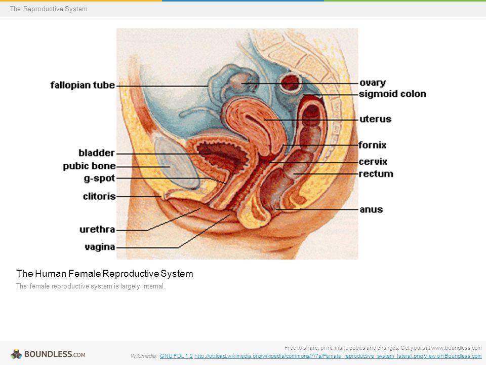 The Human Female Reproductive System The female reproductive system is largely internal.