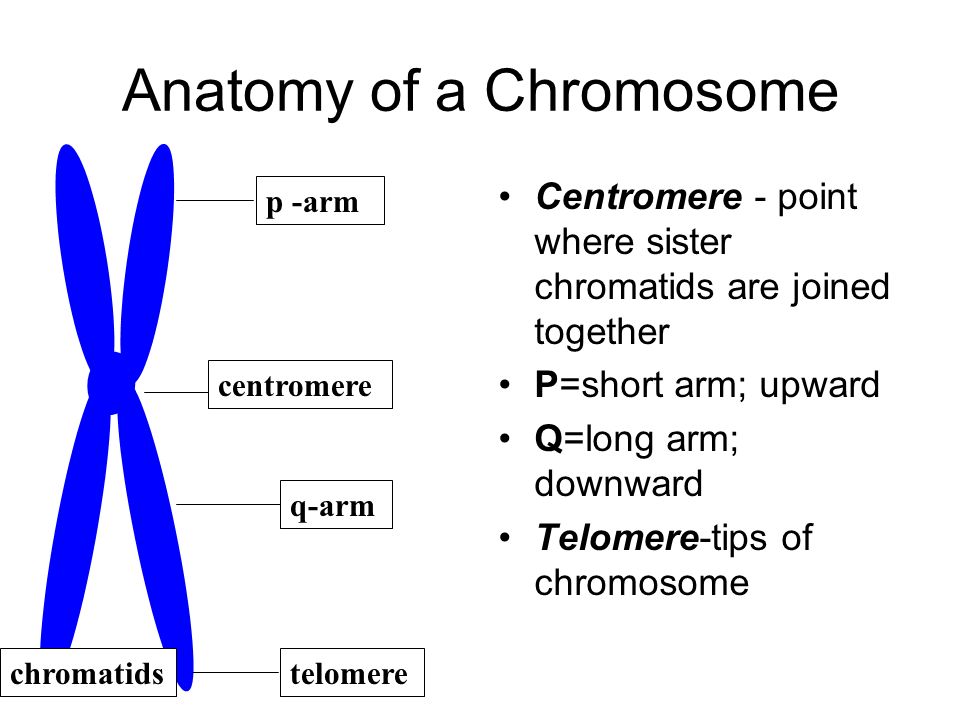chromatids are