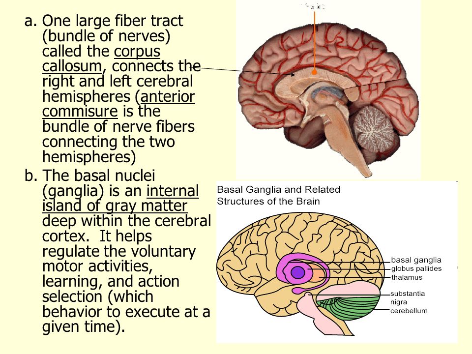 The Central Nervous System The Story Of Phineas Gage On 13th September 1848 An Accidental Explosion Of A Charge He Had Set Blew His Tamping Iron Through Ppt Download