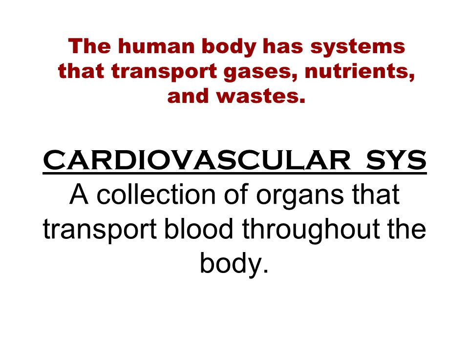 CARDIOVASCULAR SYS A collection of organs that transport blood throughout the body.