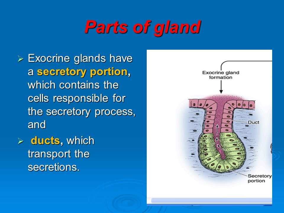 Learning Objectives Define Epitheliam Types Of Epitheliam Define Gland Name Parts Of Glands Classify Glands Ppt Download