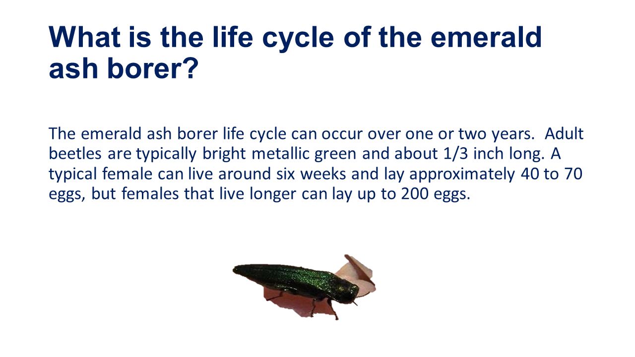 marple tree commission emerald ash borer eab by jim elliott emerald ash borer life cycle