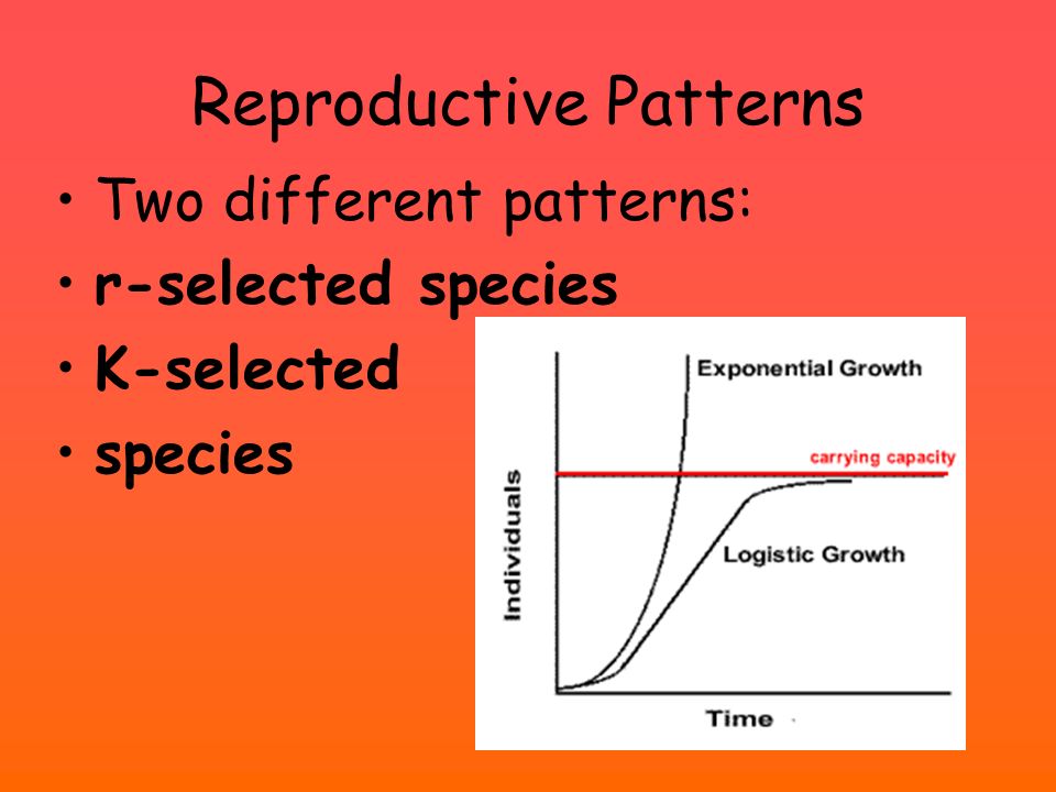 Reproductive Patterns Two different patterns: r-selected species K-selected species