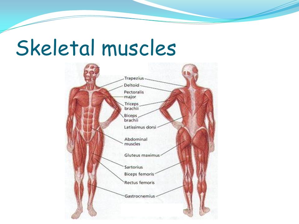 Identify Different Types Of Muscle Name The Main Muscles Understand The Way In Which Muscles Enable Movement To Occur Ppt Download