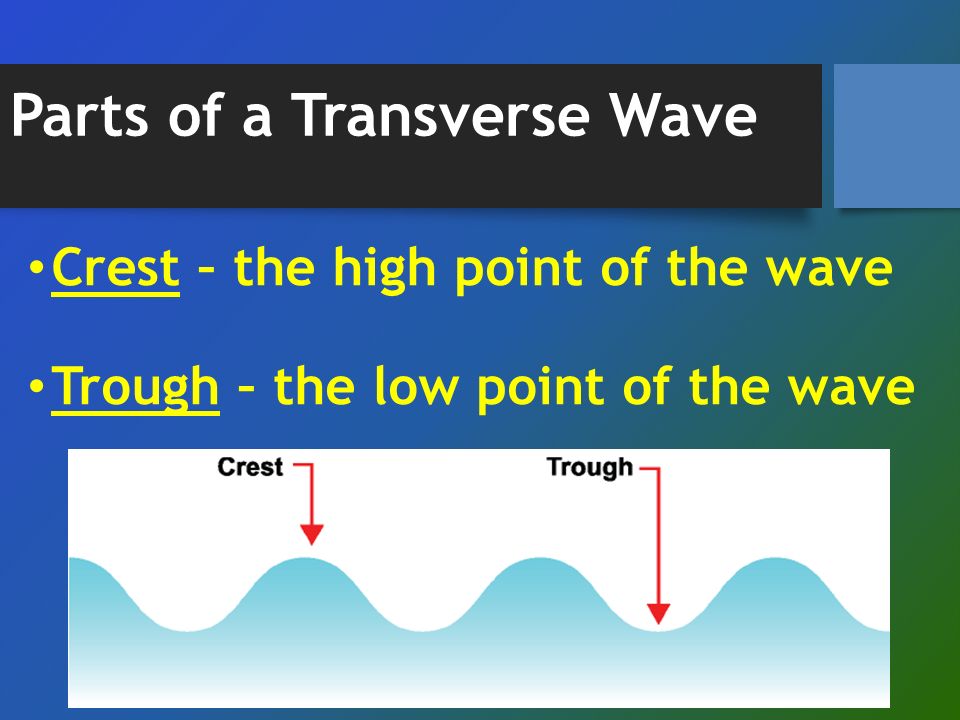 Parts of a Transverse Wave Crest – the high point of the wave Trough – the low point of the wave