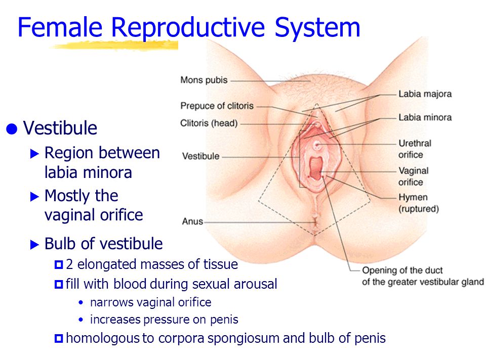 Female internal genital organs