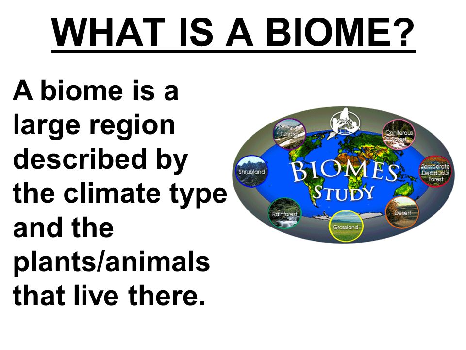 WHAT IS A BIOME.
