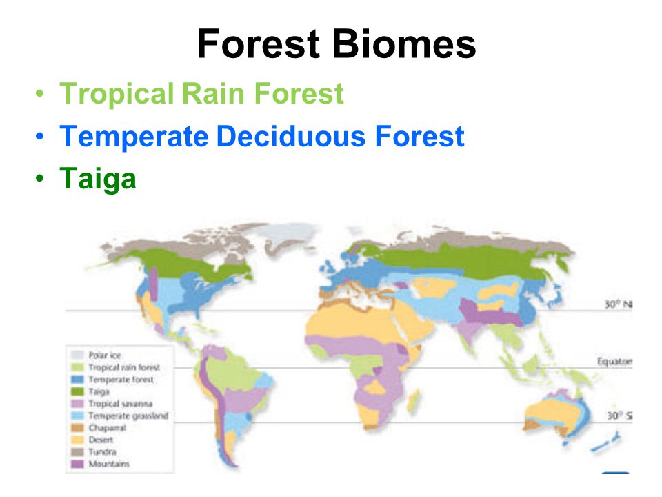 Forest Biomes Tropical Rain Forest Temperate Deciduous Forest Taiga