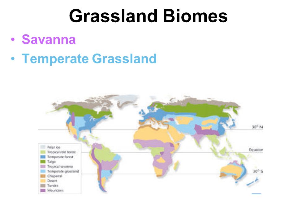 Grassland Biomes Savanna Temperate Grassland