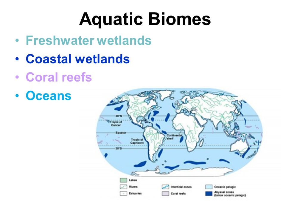Aquatic Biomes Freshwater wetlands Coastal wetlands Coral reefs Oceans