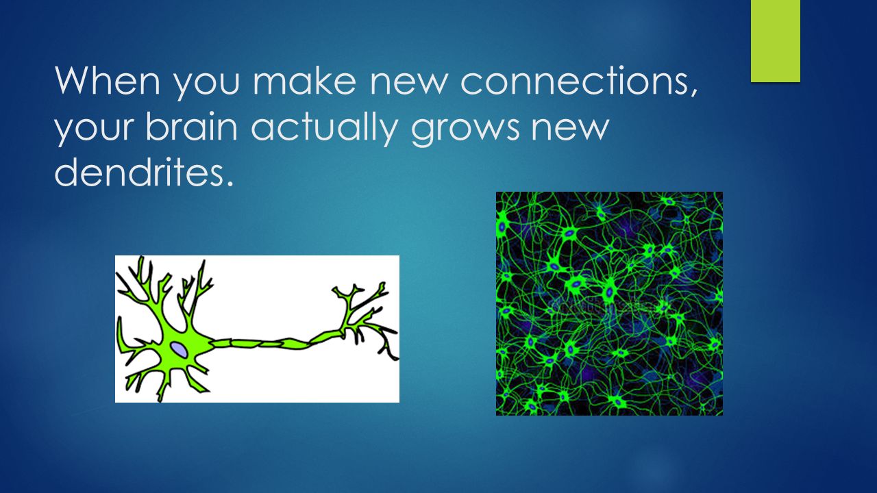 When you make new connections, your brain actually grows new dendrites.
