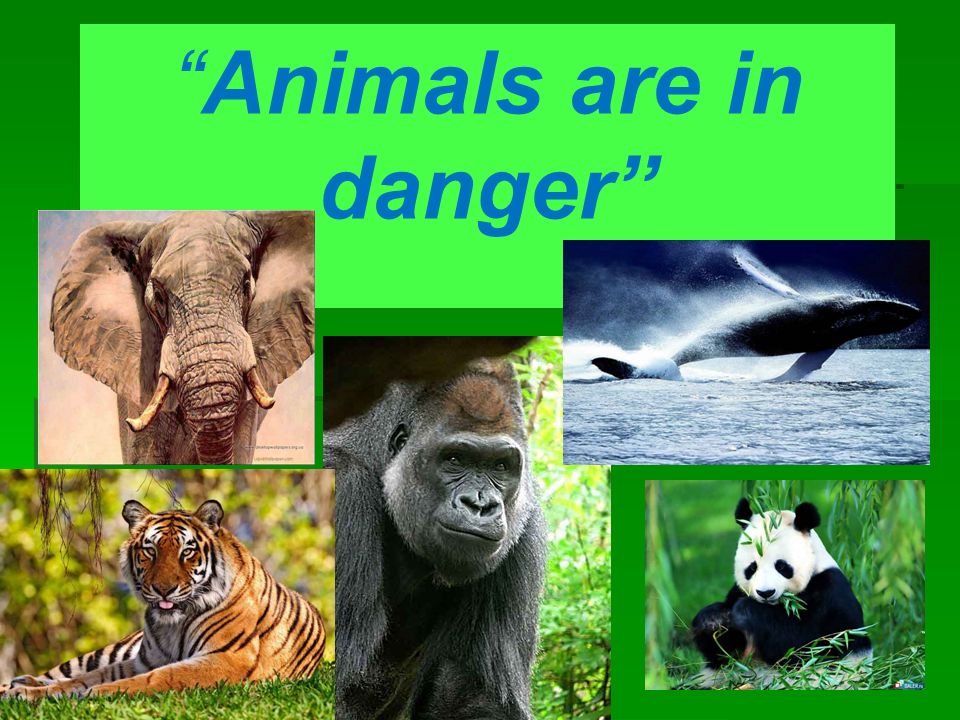 Animals in danger at present. Презентация по английскому языку животные. Вымершие животные по английскому. Проекты на тему вымирающие животные английский язык. Исчезающие животные в опасности.
