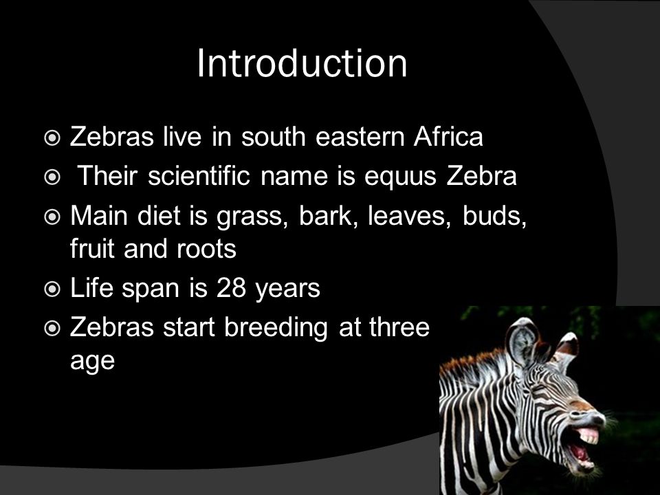 Reproduction Of A Zebra 9b Introduction Zebras Live In South Eastern Africa Their Scientific Name Is Equus Zebra Main Diet Is Grass Bark Leaves Ppt Download
