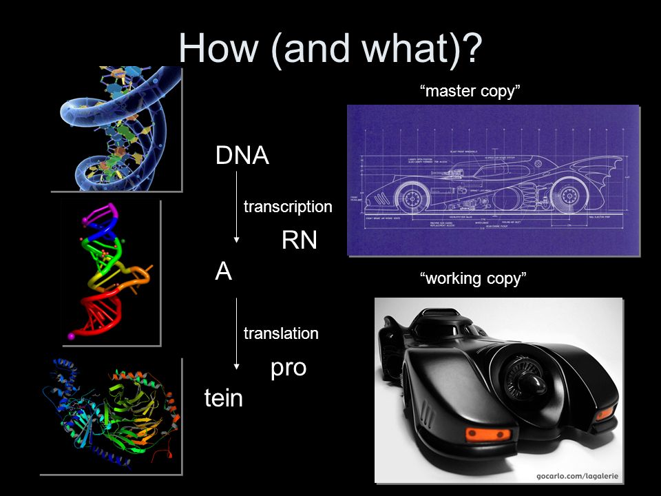 How (and what) DNA RN A pro tein transcription translation master copy working copy