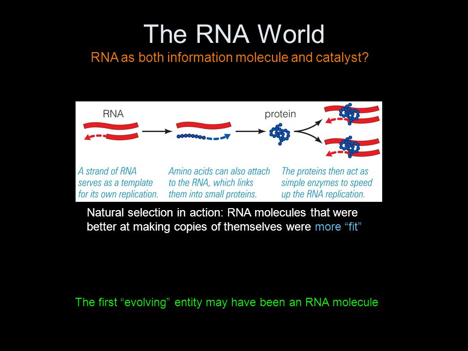 The RNA World Natural selection in action: RNA molecules that were better at making copies of themselves were more fit RNA as both information molecule and catalyst.