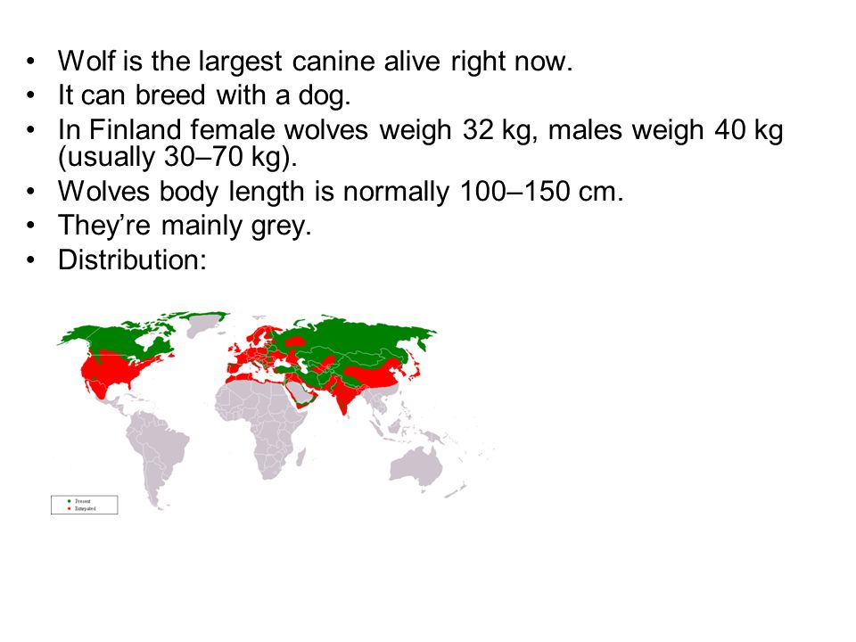 Susi,Wolf, (Canis lupus). Wolf is the largest canine alive right now. It can breed with a dog. In Finland female wolves weigh 32... 