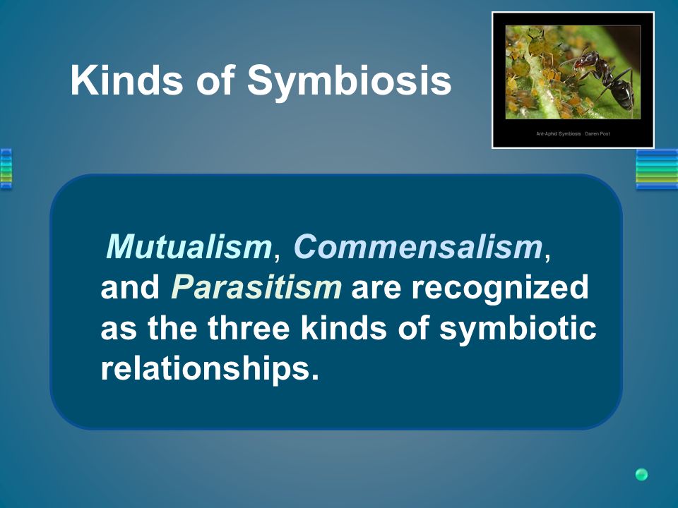 Commensalism Vs Symbiosis