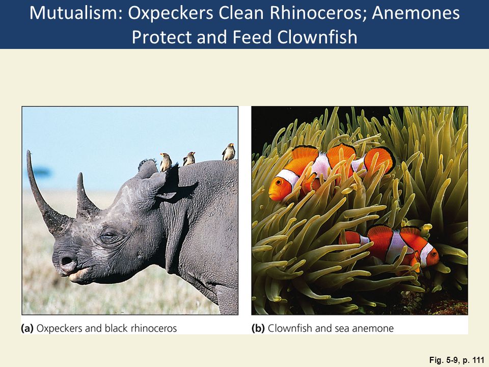 Mutualism: Oxpeckers Clean Rhinoceros; Anemones Protect and Feed Clownfish Fig. 5-9, p. 111