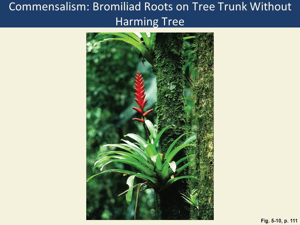 Commensalism: Bromiliad Roots on Tree Trunk Without Harming Tree Fig. 5-10, p. 111